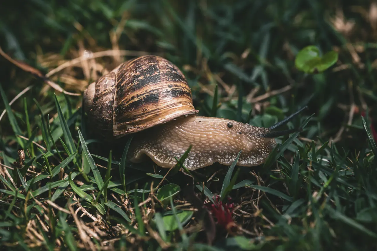 The Alchemy of Slowness