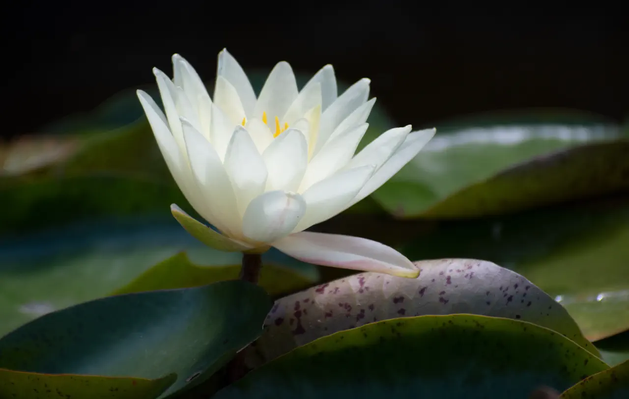 The Elemental Connection