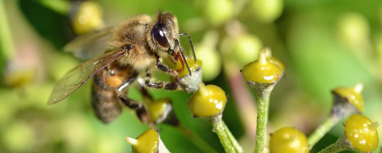 Stewarding the Digital Commons