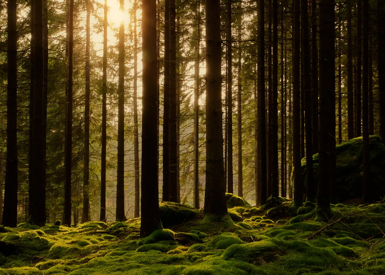 A New Charter for the Forest