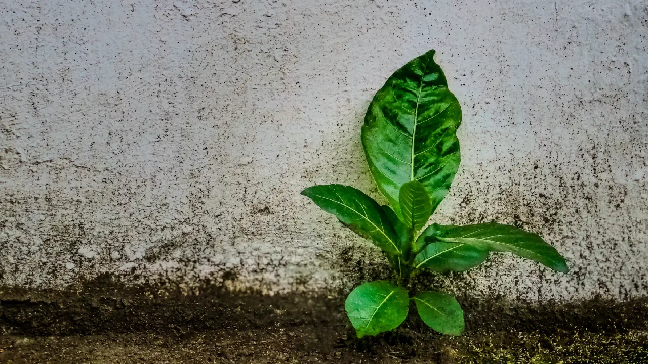 The Physics of Freedom