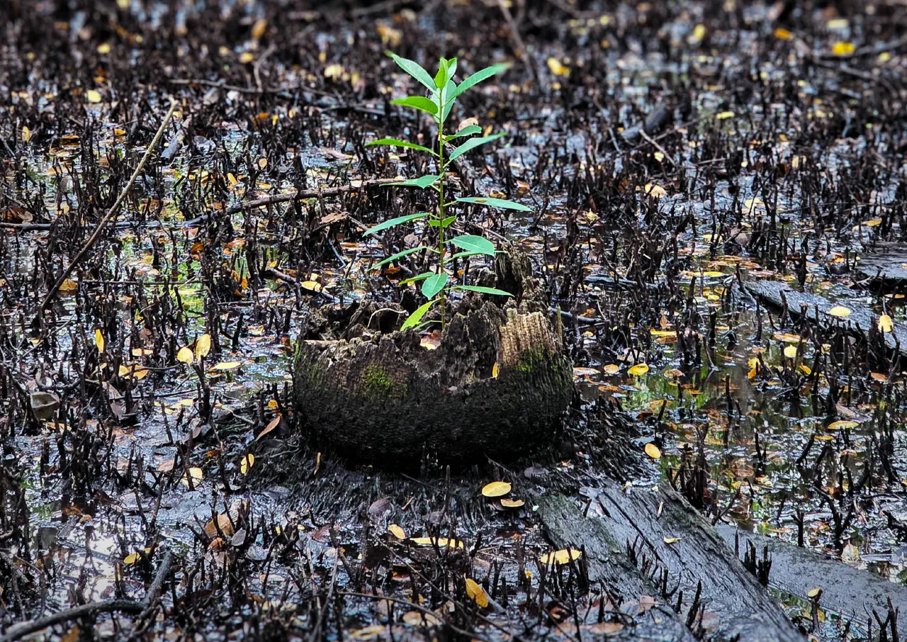 Part 3: From Degenerative to Regenerative