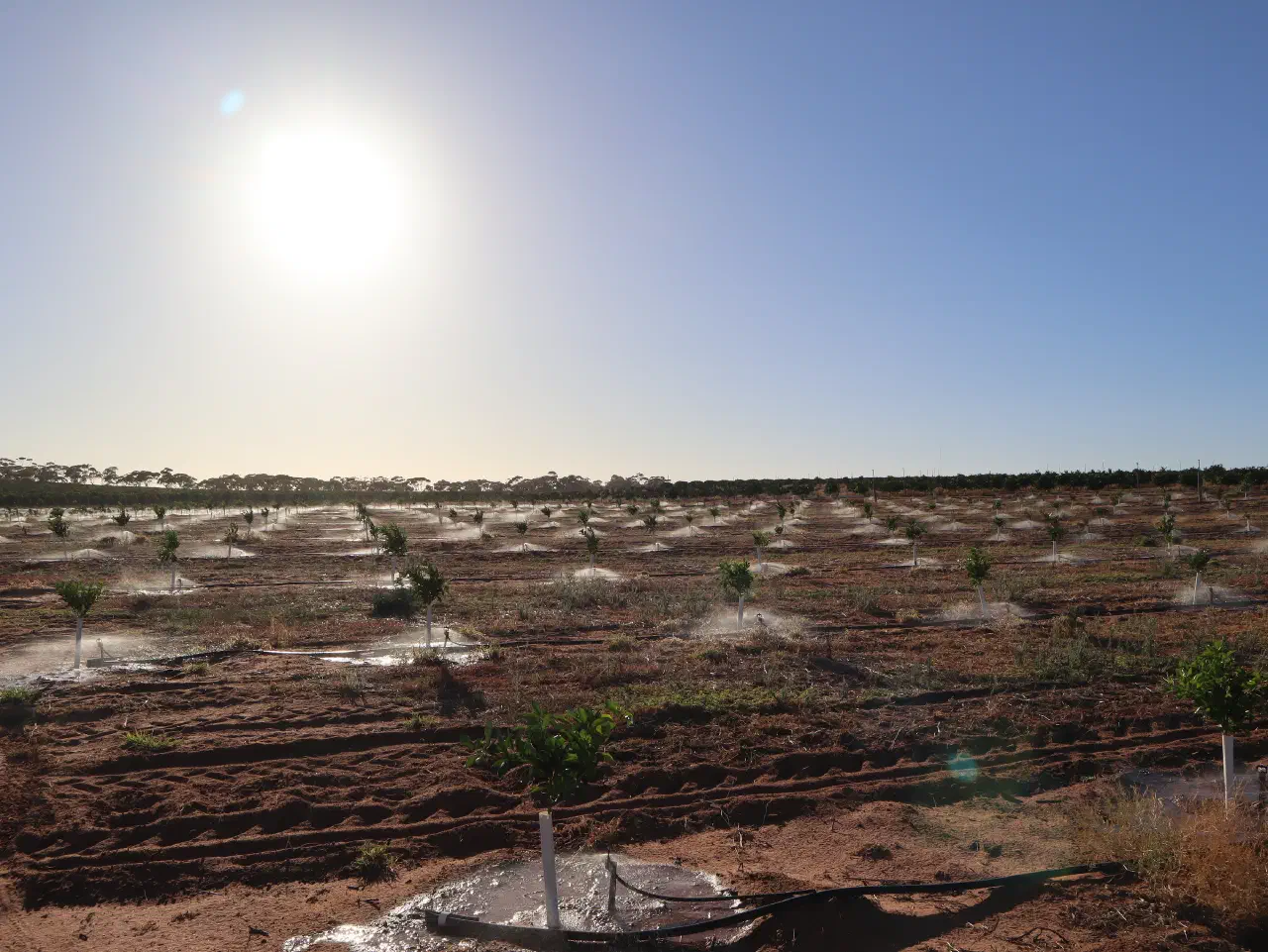 The Invisible Language of Plants
