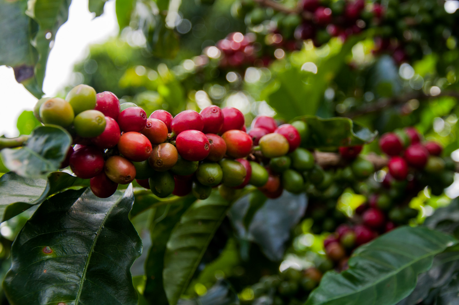 Regenerative coffee cherries in the field